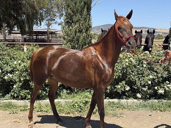 endurance-arabian-friesian-horse