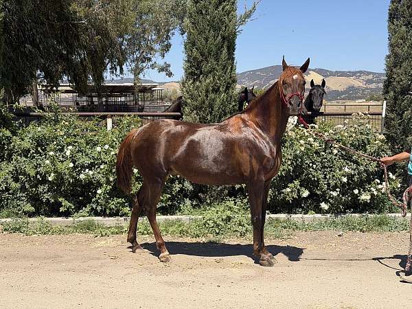 breeding-trail-riding-broodmare