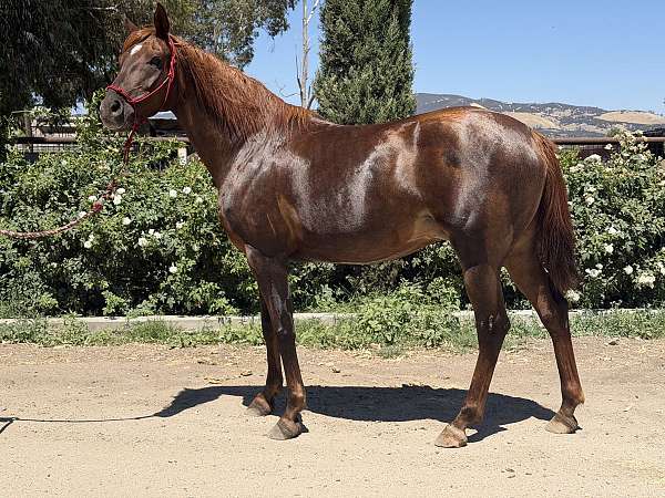 chestnut-grulla-arabian-friesian-stallion