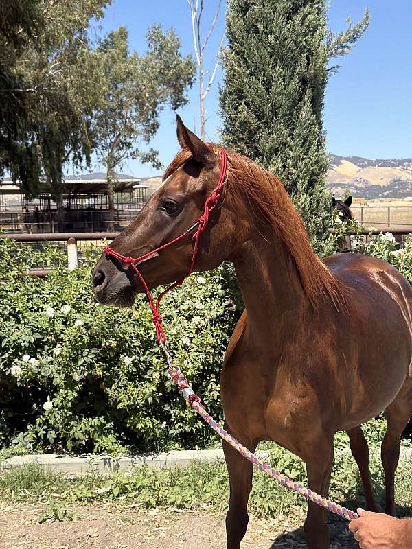 chestnut-grulla-arabian-friesian-foal