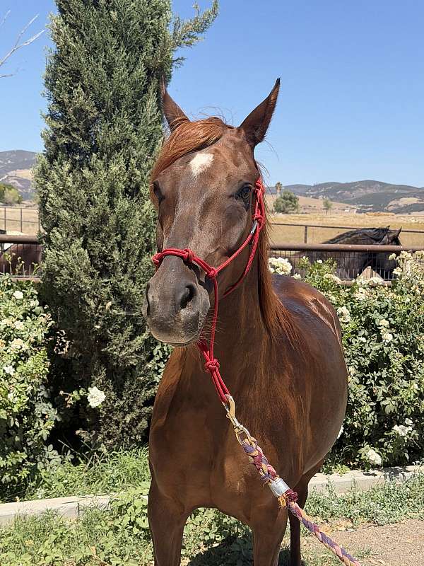 chestnut-grulla-champion-horse
