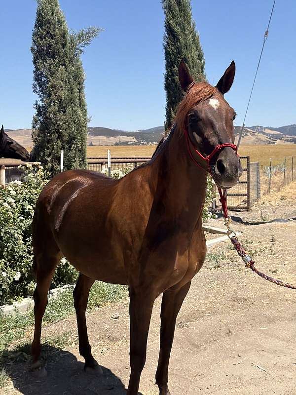 chestnut-grulla-endurance-horse