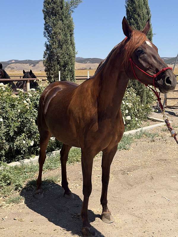 chestnut-grulla-therapy-horse