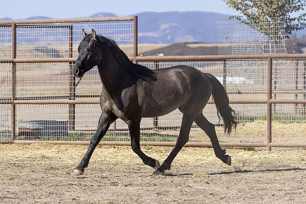 therapy-foal
