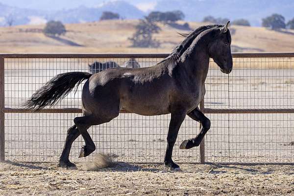 chestnut-grulla-apha-mare