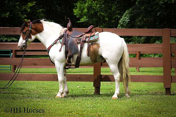 show-wi-paint-horse