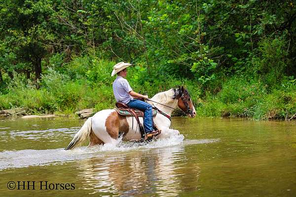 tovero-show-wi-horse