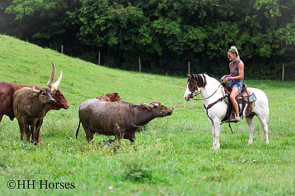 show-wi-gelding