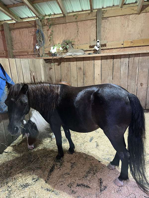 black-pinto-mare-broodmare-for-sale