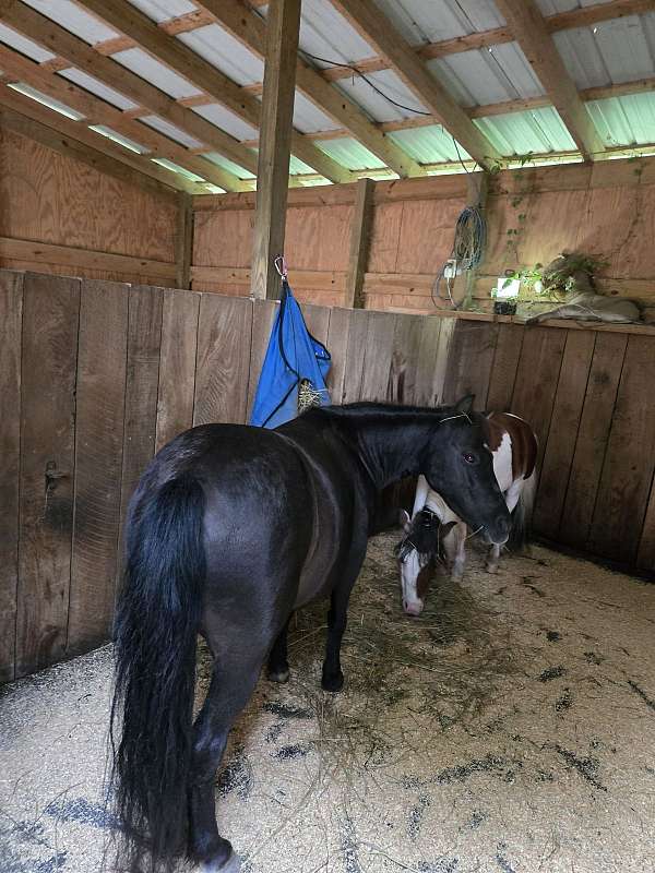 black-pinto-miniature-mare-broodmare