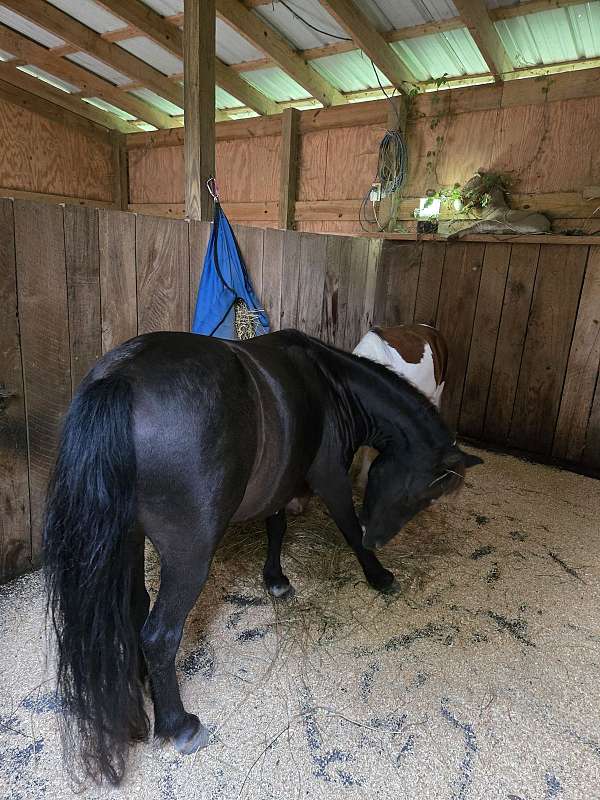 8-hand-pinto-mare