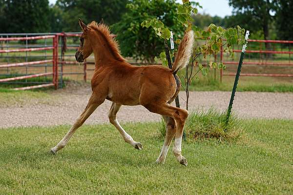 briar-dutch-warmblood-horse
