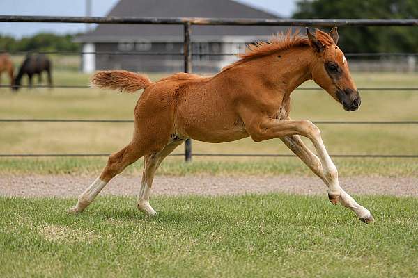 confidence-dutch-warmblood-horse