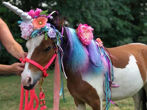 pinto-horse-for-sale