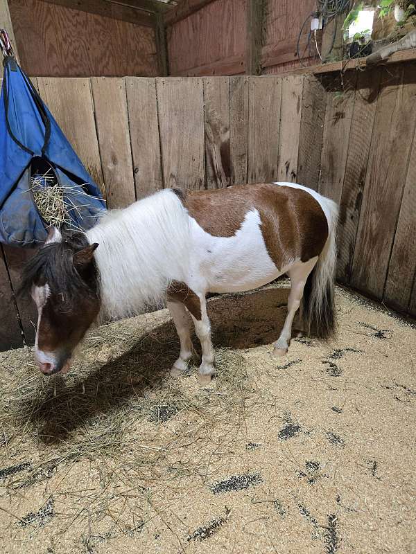 therapy-miniature-pinto-horse