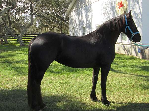 none-horse