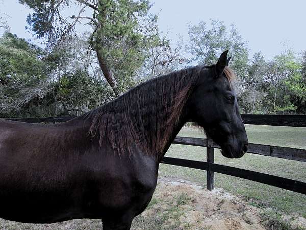 black-none-horse
