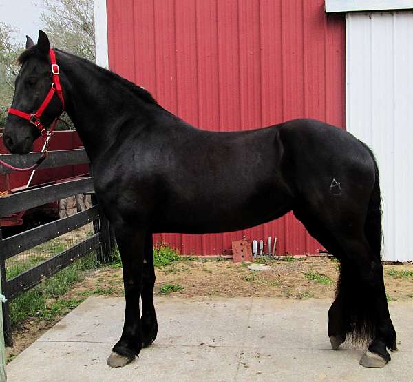 friesian-horse
