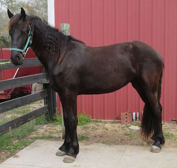 none-horse