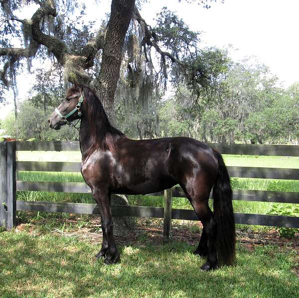 black-none-horse