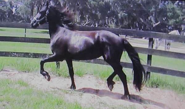 friesian-horse