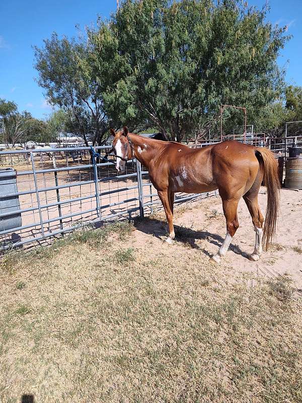 14-hand-gelding