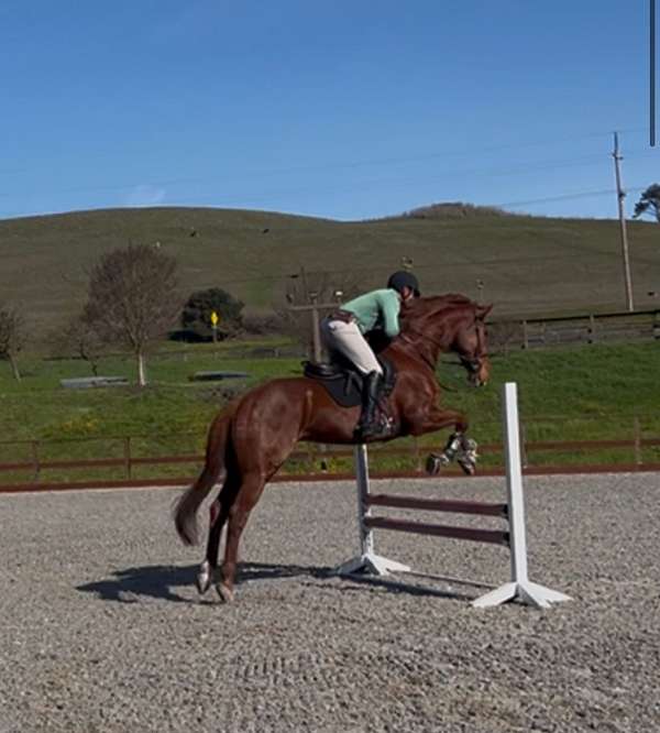 all-around-thoroughbred-horse
