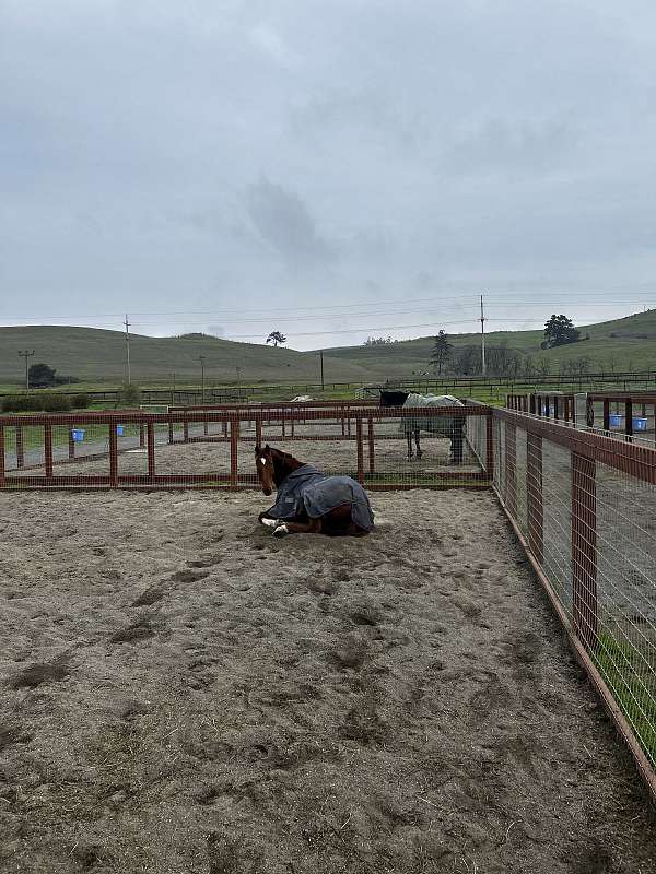 dressage-thoroughbred-horse