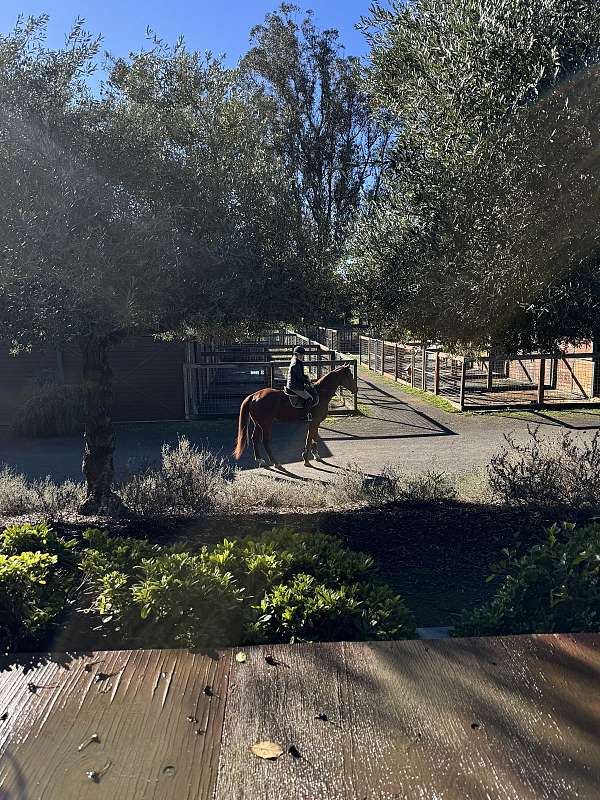 hunt-seat-equitation-thoroughbred-horse