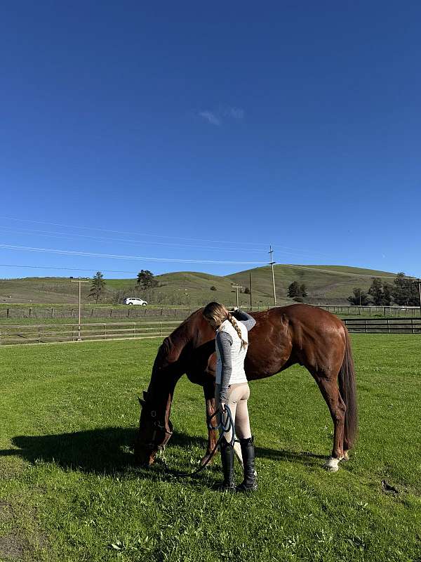 hunter-thoroughbred-horse
