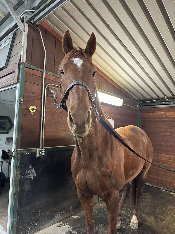 hypp-nn-thoroughbred-horse