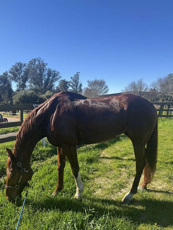 hunter-jumper-thoroughbred-horse