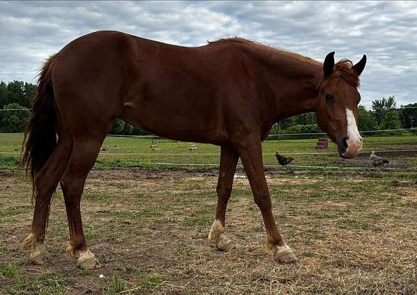 all-around-quarter-pony