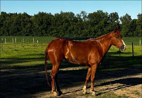 14-hand-quarter-pony-filly