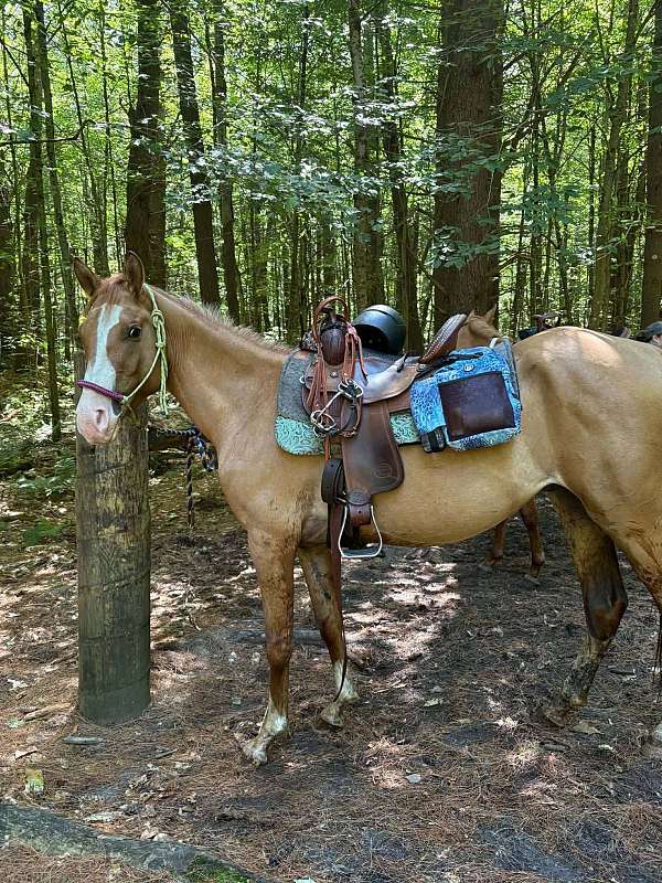 white-lower-lip-chin-horse
