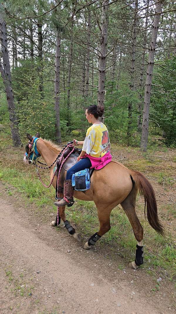 red-dun-irregular-blaze-horse