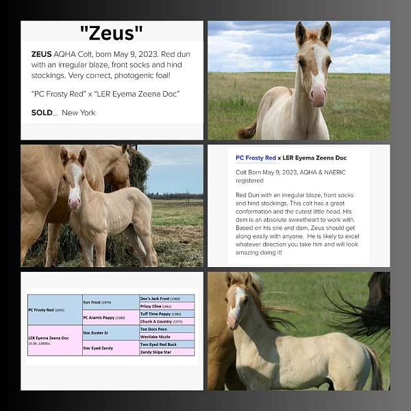 red-dun-white-lower-lip-chin-horse