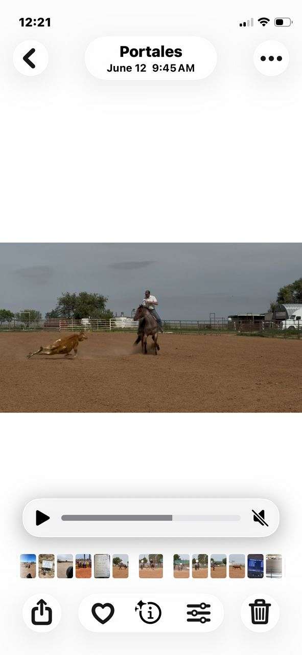 roping-futurity-horse