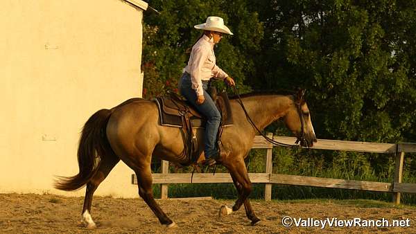 playday-quarter-horse