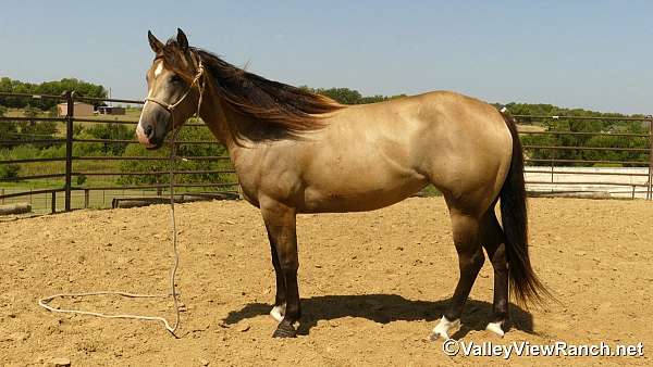 ranch-quarter-horse