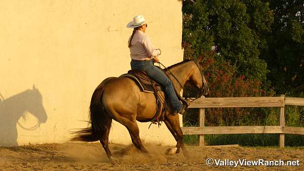 ranch-versatility-quarter-horse