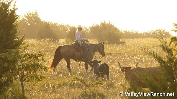 ranch-work-quarter-horse