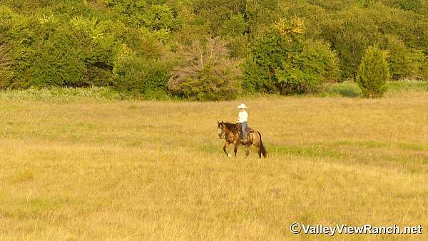 trail-quarter-horse