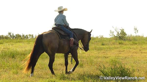 trail-riding-quarter-horse