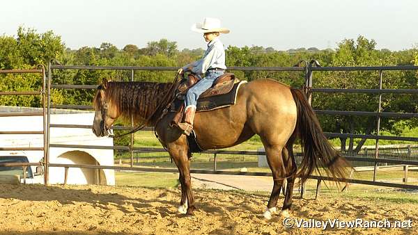 trail-class-competition-quarter-horse