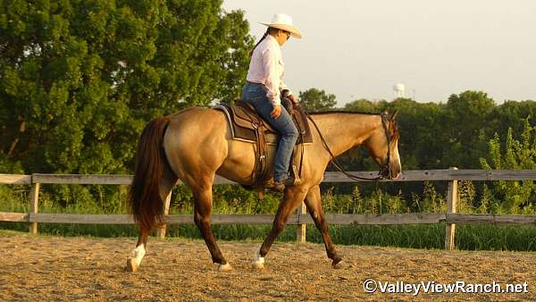 buckskin-quarter-horse-gelding
