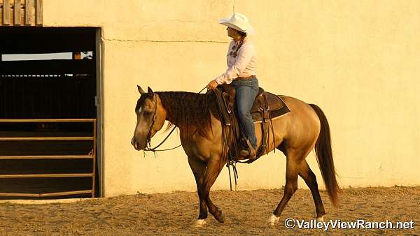 western-dressage-quarter-horse