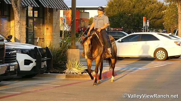 western-riding-quarter-horse