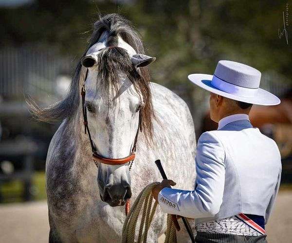 all-around-andalusian-horse