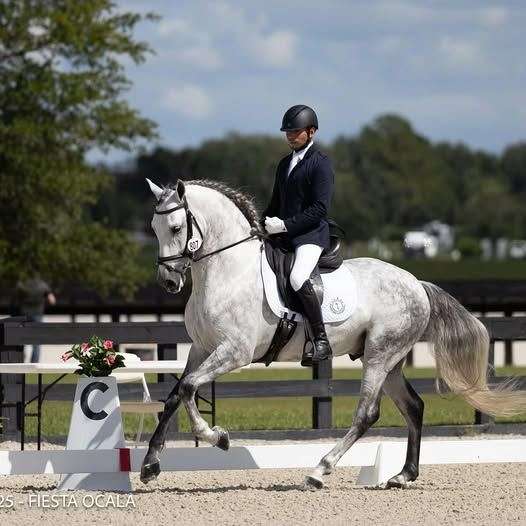 athletic-andalusian-horse